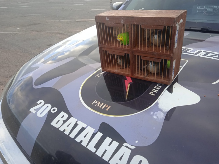 Polícia Militar prende cearense por prática de crime ambiental no Piauí.