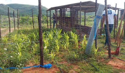 Tecnologia social garante segurança alimentar e renda no Piauí. (Foto: EMBRAPA/Divulgação)