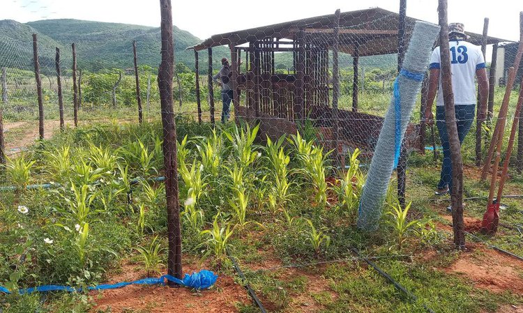 Tecnologia social garante segurança alimentar e renda no Piauí.