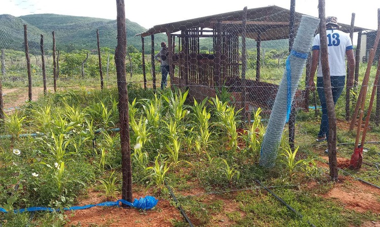 Tecnologia social garante segurança alimentar e renda no Piauí.