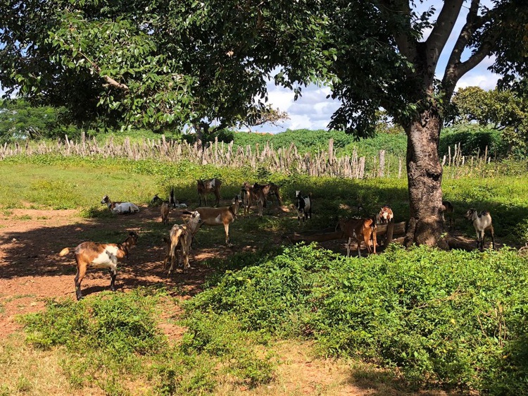 Ação do projeto Agronordeste coletou material para avaliação dos rebanhos.