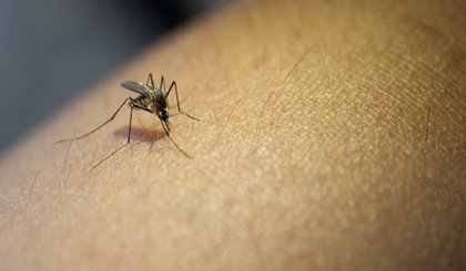 Aedes aegypti, mosquito transmissor da dengue, zika e chikungunya. (Foto: Reprodução/Ministério da Saúde)