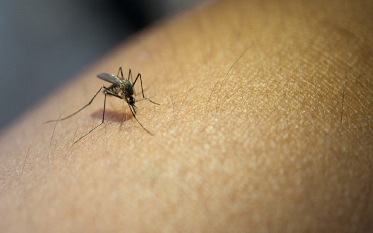 Aedes aegypti, mosquito transmissor da dengue, zika e chikungunya.