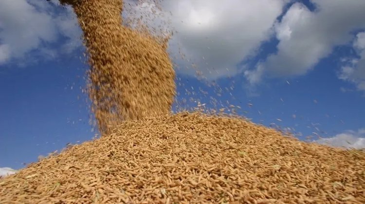 Arroz Agro Fest vai fomentar a agricultura familiar no Sul do Piauí.