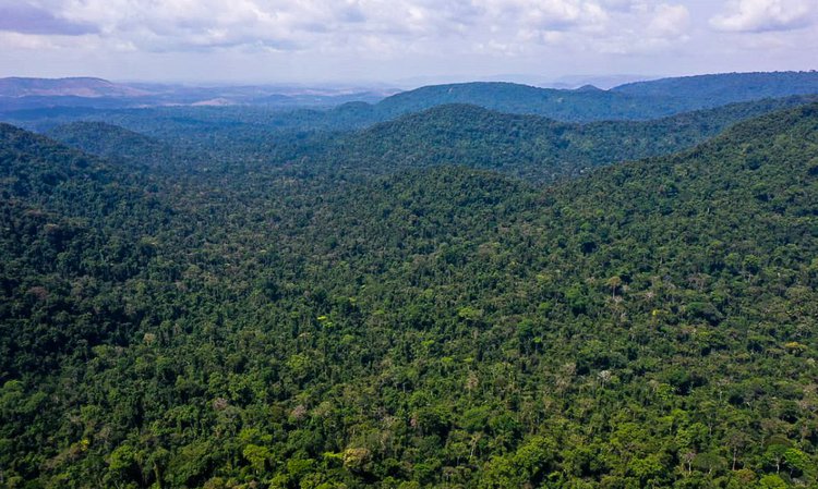 Multas por desmatamento na Amazônia aumentam 219% no 1º trimestre.