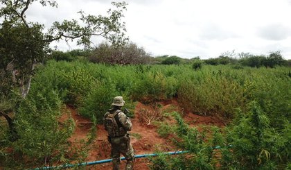 Plantação de maconha é encontrada em roça entre os estados do Pernambuco e Piauí. (Foto: PRF)