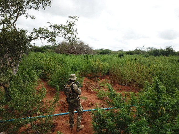 Plantação de maconha é encontrada em roça entre os estados do Pernambuco e Piauí.