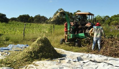 A silagem é uma das principais alternativas de alimentação do rebanho em períodos de estiagem. (Foto: Secom/Prefeitura de Floriano)