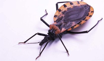 Doença de Chagas: Sesapi intensifica busca ativa ao “inseto-barbeiro”. (Foto: Reprodução)