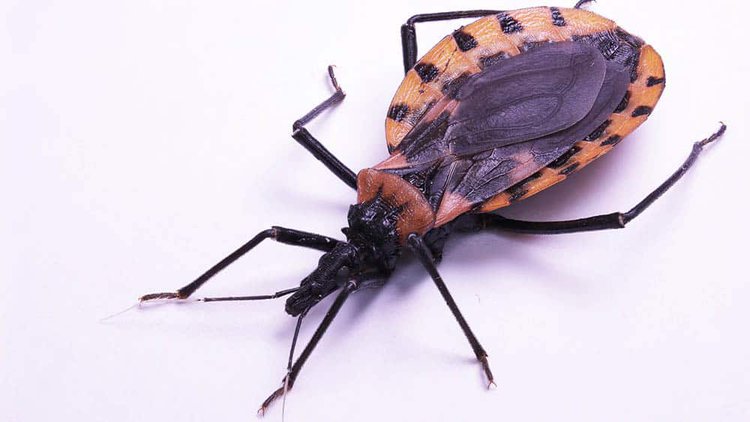 Doença de Chagas: Sesapi intensifica busca ativa ao “inseto-barbeiro”.