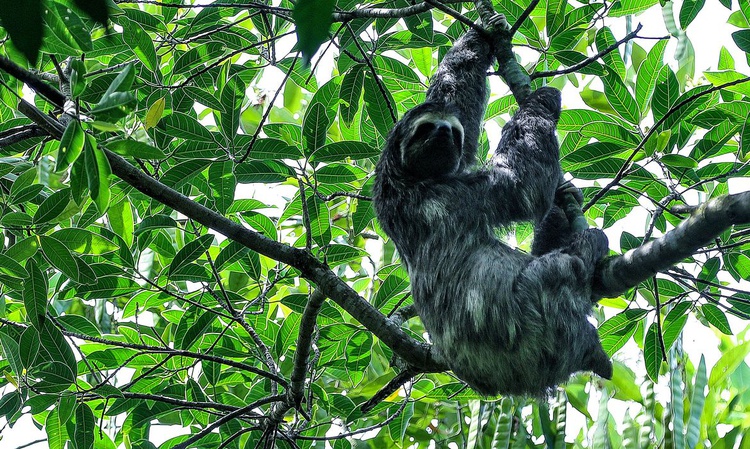 IBGE avaliou 21.456 espécies de animais e plantas em todos os biomas.