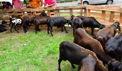 Os animais da raça Berganês vieram do Pernambuco para os criadores de Floriano (PI). (Foto: Secom/Prefeitura de Floriano)