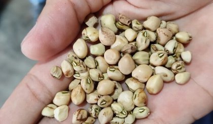 Os produtores relatam perdas de 70% a 100% da produção. (Foto: Reprodução/ADAPI)