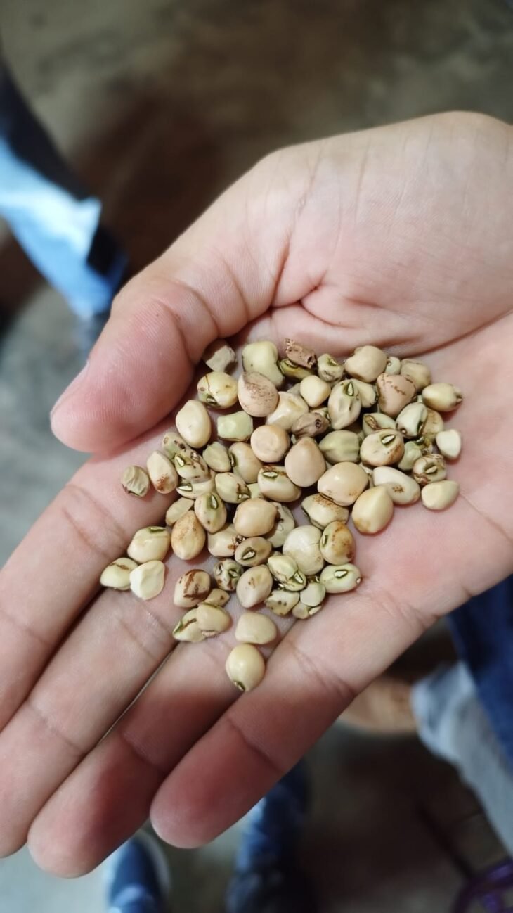 Os produtores relatam perdas de 70% a 100% da produção.