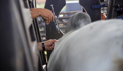 Campanha de Vacinação contra Febre Aftosa é prorrogada no Piauí até dia 30 deste mês. (Foto: Reprodução)