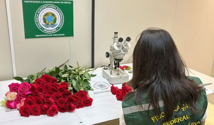 Dia dos Namorados terá reforço de 50 toneladas de rosas colombianas. (Foto: Mapa/Gov.Br)