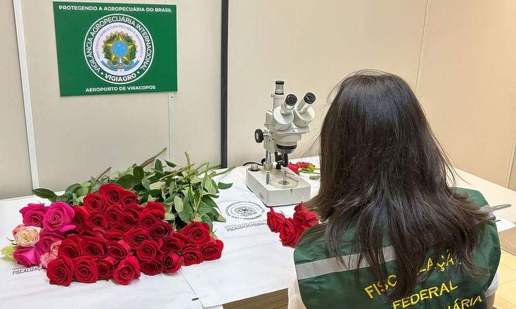 Dia dos Namorados terá reforço de 50 toneladas de rosas colombianas.