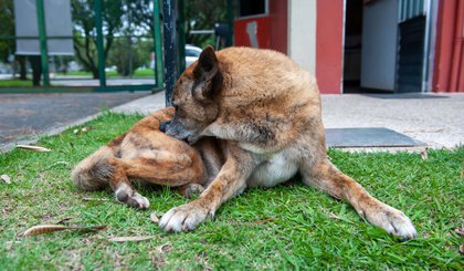 O uso de produtos carrapaticidas é uma das melhores estratégias para manter o cão longe dos parasitas. (Foto: Julio Cesar Bazanini/USP Imagens)