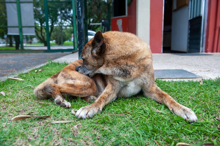O uso de produtos carrapaticidas é uma das melhores estratégias para manter o cão longe dos parasitas.