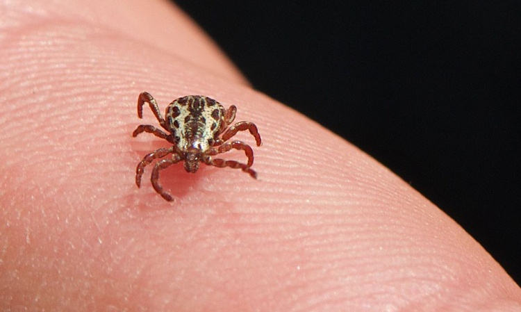 SP confirma três mortes por febre maculosa em Campinas.