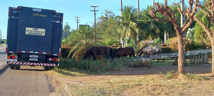 animais na rodovia de picos