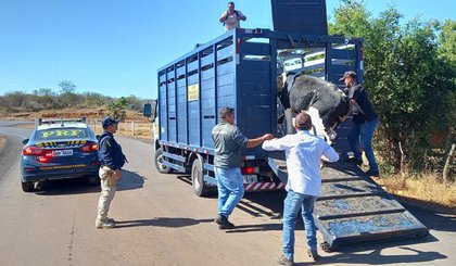 apreensão de animais na pista (Foto: Divulgação/PRF)
