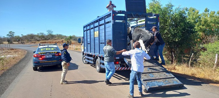 apreensão de animais na pista
