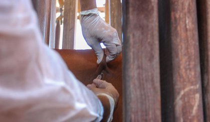 Mais de 130 mil bovinos e bubalinos devem ser vacinados. (Foto: Divulgação)
