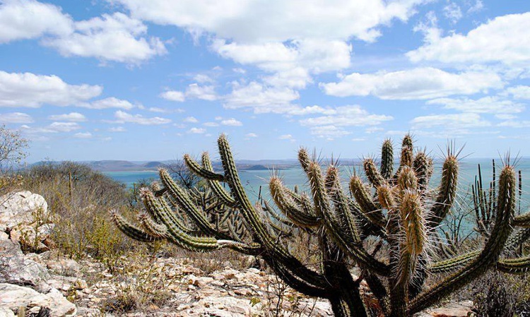 Mudanças climáticas podem gerar perda de espécies na Caatinga.