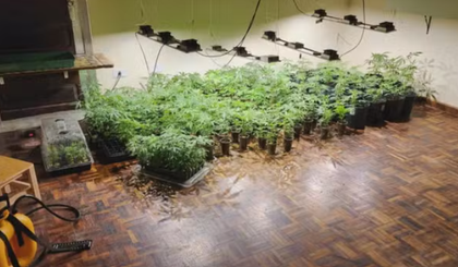 Pés de maconha foram encontrados em residências na cidade de Curitiba (PR). (Foto: Divulgação/Polícia Militar do Paraná) Pés de maconha foram encontrados em residências na cidade de Curitiba (PR). (Foto: Divulgação/Polícia Militar do Paraná)