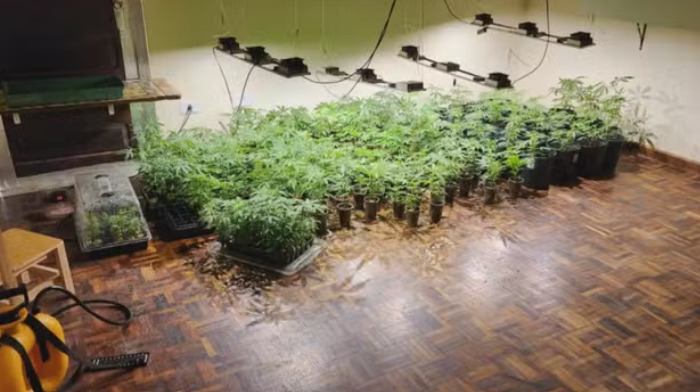Pés de maconha foram encontrados em residências na cidade de Curitiba (PR).