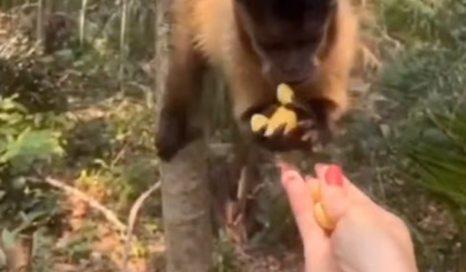 PMA reforça que animais silvestres não devem ser alimentados. (Foto: Reprodução) PMA reforça que animais silvestres não devem ser alimentados. (Foto: Reprodução)
