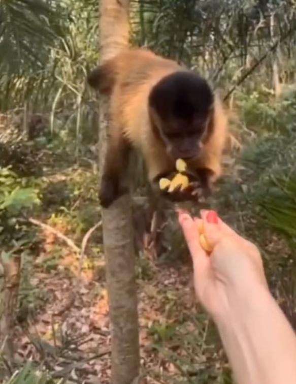 PMA reforça que animais silvestres não devem ser alimentados.
