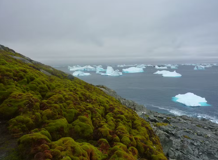 Vegetação está cobrindo área cada vez maior na Antártica.