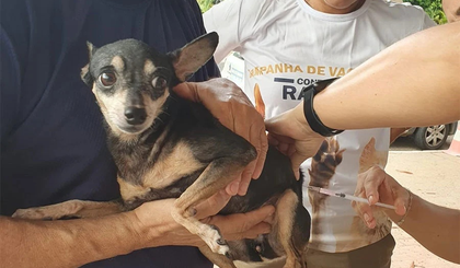 2º fase da vacinação antirrábica na zona rural de Teresina ocorre neste sábado (Foto: Reprodução)