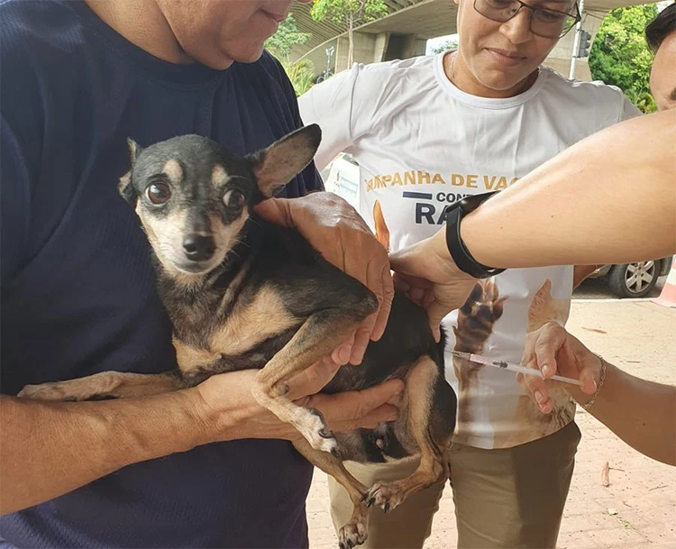 2º fase da vacinação antirrábica na zona rural de Teresina ocorre neste sábado