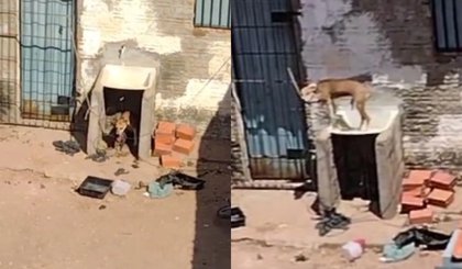 Cachorro é encontrado amarrado e sem água em quintal de casa fechada de Teresina (Foto: Reprodução)