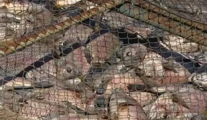 Laudo aponta que baixos níveis de oxigênio causaram morte de peixes no Pará. (Foto: Reprodução)