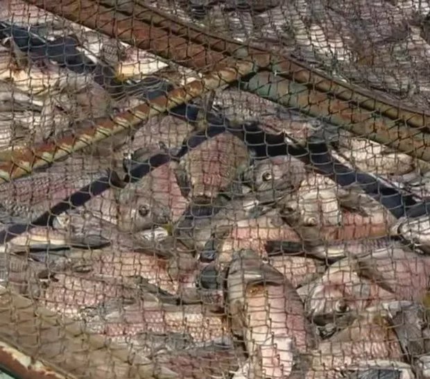 Laudo aponta que baixos níveis de oxigênio causaram morte de peixes no Pará.