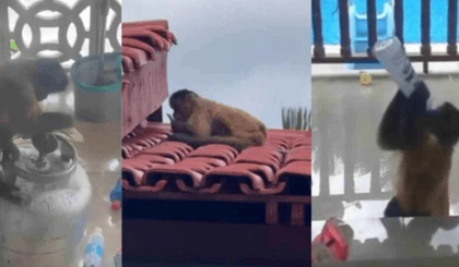 Macaco-prego causa confusão em Balsas, invadindo casas e causando danos. (Foto: Reprodução/Redes sociais)