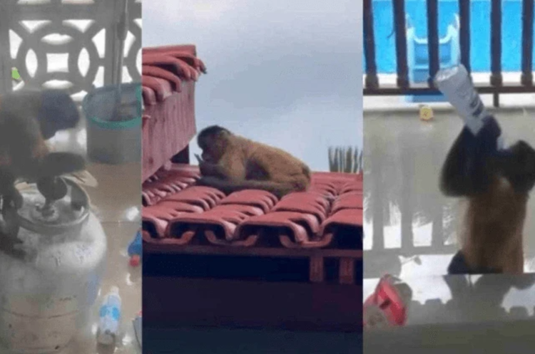 Macaco-prego causa confusão em Balsas, invadindo casas e causando danos.