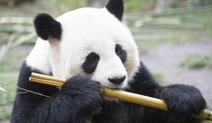 Panda gigante (Foto: Paul Zinken / dpa / AFP)
