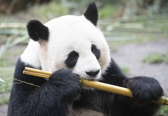 Panda gigante