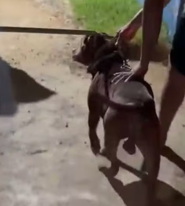 Traficante deu comando para que cão atacasse agentes da Guarda Municipal.