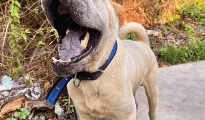 Cachorro foi abandonado em condições graves. (Foto: Divulgação/Polícia Civil) Cachorro foi abandonado em condições graves. (Foto: Divulgação/Polícia Civil)