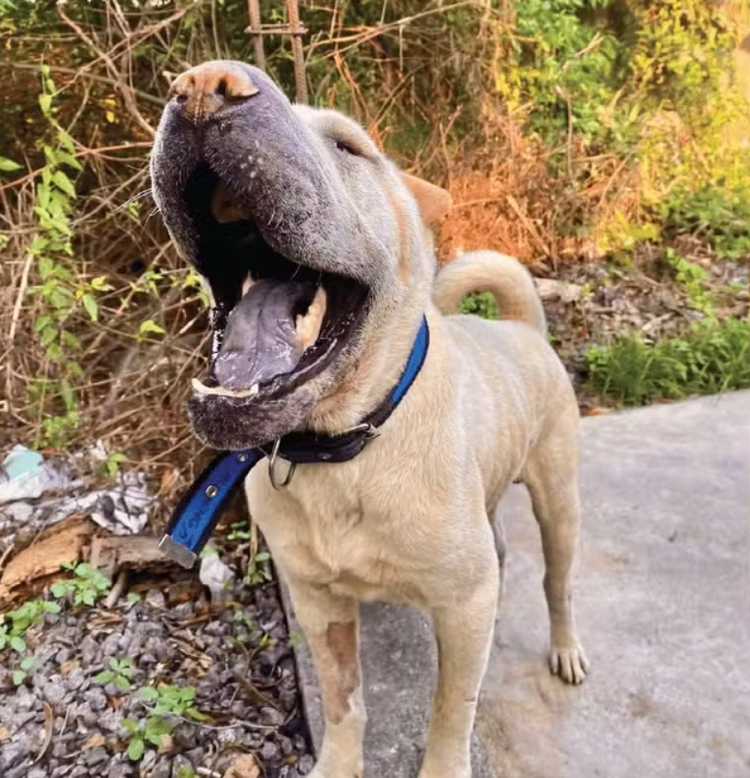Cachorro foi abandonado em condições graves.