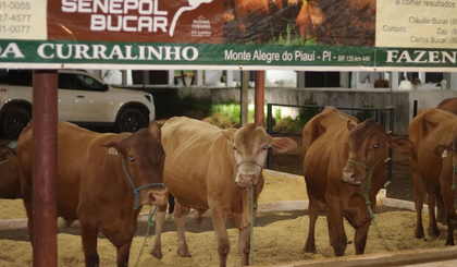 Expoapi (Foto: Reprodução)