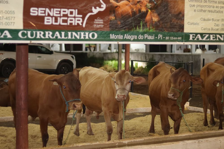 Expoapi