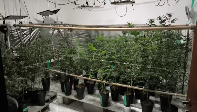 Guarda municipal apreendeu plantas sem saberem da autorização de cultivo.