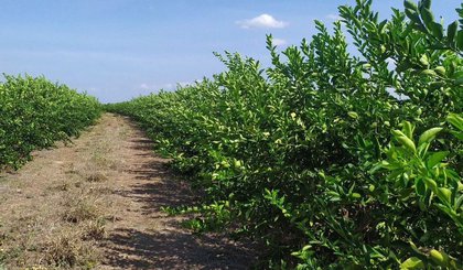 Portaria federal impulsiona produção e comercialização de cítricos no Piauí. (Foto: Ascom SADA) Portaria federal impulsiona produção e comercialização de cítricos no Piauí. (Foto: Ascom SADA)